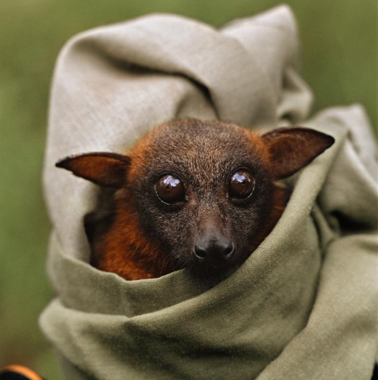 Хэллоуин еще не кончился: лучшие фотографии летучих мышей от NatGeo - Изображение 14 Хэллоуин еще не кончился: лучшие фотографии летучих мышей от NatGeo - Изображение 14