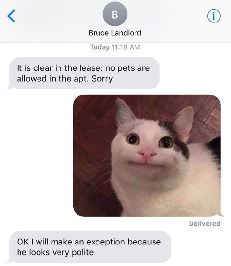 Как Вежливый кот стал мемом, и что постят в его Инстаграме | Канобу - Изображение 9592